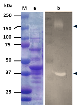 Fig. 2. Chitin degradation ability by extracellular enzyme of C. thermochitinicola UUS1-1