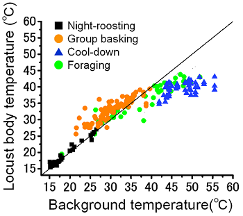 Fig. 2. Relationships between background temperature and locust body temperature when locusts displayed various behaviors such as roosting on plants at night, group basking, cooling-down, and foraging
