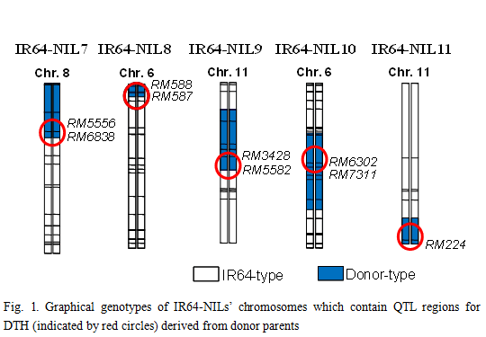 Fig.1. Graphical genotype of IR64-NIL's chromosomes which contain QTL regions for DTH(indicated by red circles) derived from donor parents