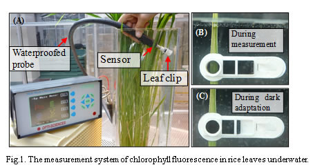 Fig.1. The measurement system of chlorophyll fluorescence in rice leaves underwater.