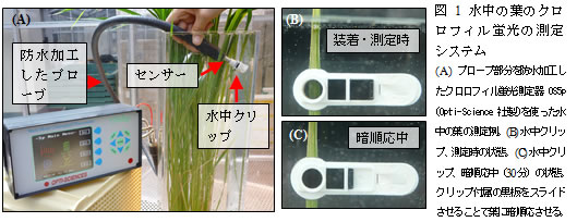 図1　水中の葉のクロロフィル蛍光の測定システム