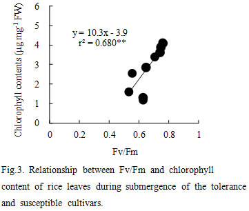 Fig.3. Relationship between Fv/Fm and chlorophyll content of rice leaves during submergence of the tolerance and susuceptible cultivars.