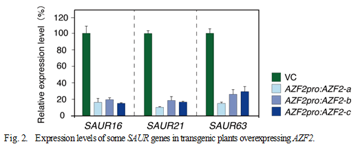 Fig.2. Expression levels of some SAUR genes in transgenic plants overexpressing AZF2.