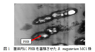 図1　菌体内にPHBを蓄積させたB. megaterium MC1株