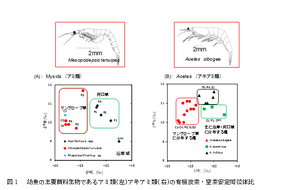 図1　幼魚の主要餌料生物であるアミ類（左）アキアミ類（右）の有機炭素・窒素安定同位体比