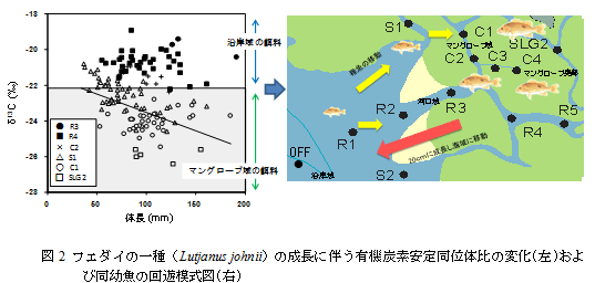 図2　フエダイの一種(Lutjanus johnii)の成長に伴う有機炭素安定同位体比の変化（左）および同幼魚の回遊模式図（右）