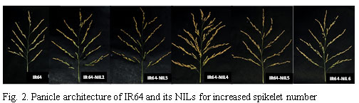 Fig.2. Panicle architecture of IR64 and its NILs for increased spikelet number
