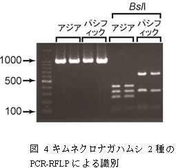 図4　キムネクロナガハムシ2種のPCR-RFLPによる識別