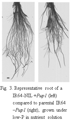 Fig.3. Representative root of a IR64-NIL + Pup1 (left) compared to parental IR64 -Pup1(right), grown under low-P in nutrient solution