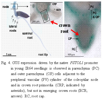 Fig.4. GUS expression driven by the native PSTOL1 promoter in young IR64 seedlings