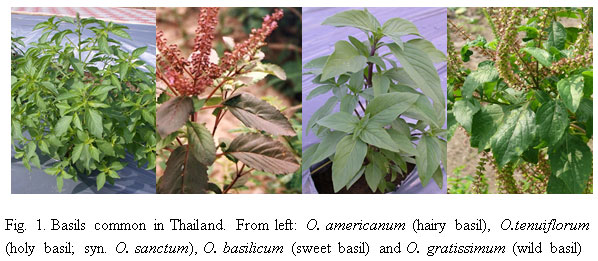 Fig.1. Basils common in Thailand.
