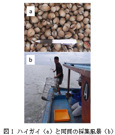 図1　ハイガイ（a）と同貝の採集風景(b)