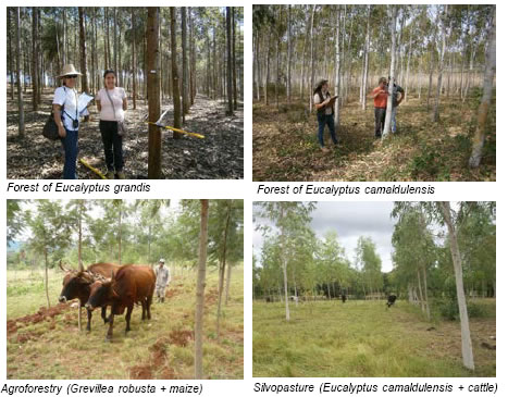 Figure 2. Photographs of established forest in the A/R CDM project in Paraguay