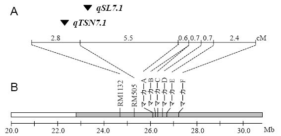 図1 第７染色体長腕に検出された一穂籾数(qTSN7.1)と籾長(qSL7.1)のQTLの座乗位置 