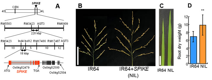 Fig. 1 Chromosomal location of SPIKE (A), panicle architecture (B), flag leaf width (C) and root dry weight (D). Values are mean ± SD. **Significant at 1% level by t-test.