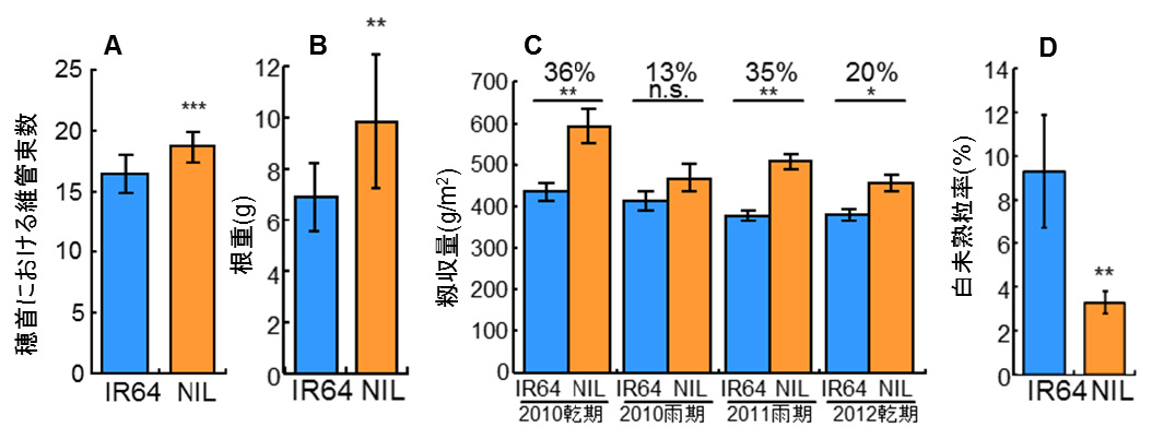 図２ インド型品種IR64とIR64にSPIKEを導入した準同質遺伝子系統(NIL)の表現型や収量の比較 