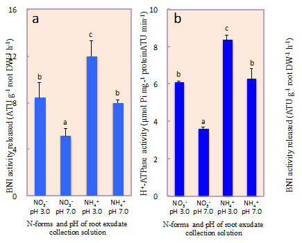 Fig. 1. Influence of N-forms and root exudate collection solution pH on biological nitrification inhibition release and root plasma membrane H+-ATPase in sorghum grown hydroponically for 14 days with NH4++ or NO3- as N source.