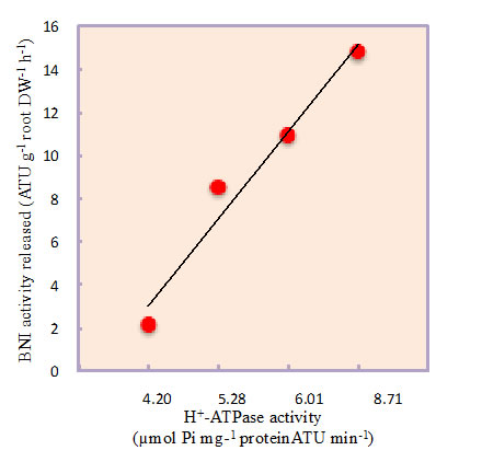 Fig. 2. The relationship between BNI release from sorghum roots and root PM H+-ATPase activity at various concentrations of NH4++ (0 to 1.0 mM) in the root exudate collection solutions.