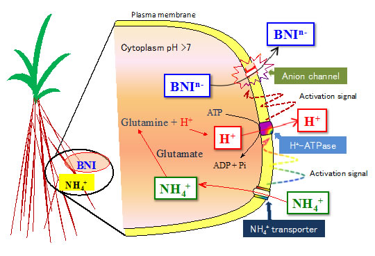 Fig. 4. Hypothesis on the transport of biological nitrification inhibitors (BNIs), driven by plasma membrane H+-ATPase, associated with NH4++ uptake and assimilation in sorghum.