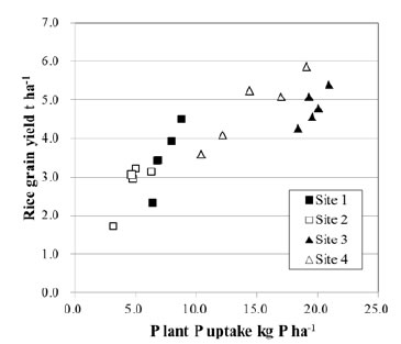 Figure 2. Relationship between plant P uptake and rice grain yield under BPR direct application.