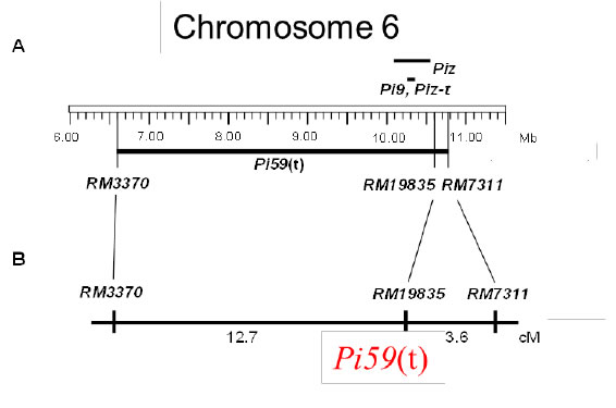 Fig. 1a. Position of resistance gene, Pi59(t), on chromosome 6.