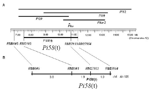 図1 第12染色体上の新規抵抗性遺伝子Pi58(t)の位置