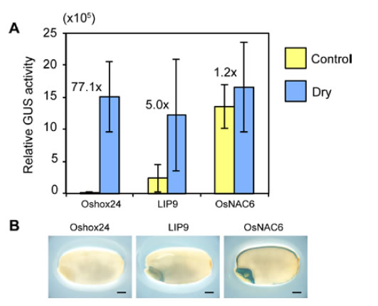 Fig. 1. Expression analysis of the newly isolated rice Oshox24 promoter and rice LIP9 and OsNAC6 promoters that have been used.