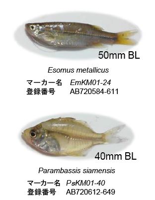 図1 対象2魚種と開発されたDNAマーカーの登録番号 