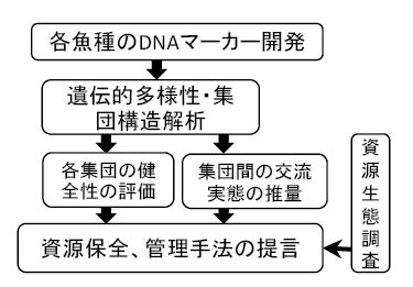 図4 資源保全・持続的活用のためのDNAマーカーの適用意義
