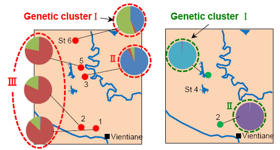 Fig. 3. Structures of genetic clusters of E. metallicus (left) and P. siamenssis (right). 