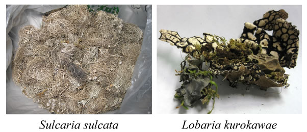 Fig. 1. Pictures of Sulcaria sulcata and Lobaria kurokawaem.
