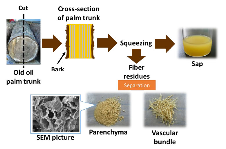 Fig. 1. Sap and fiber residues from oil palm trunk.