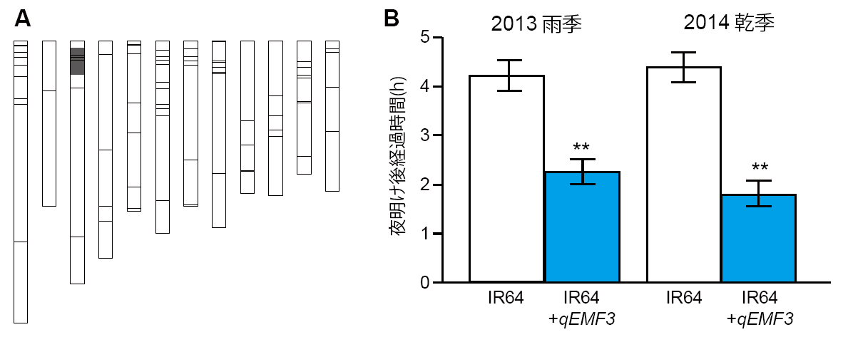 図1 早朝開花系統(IR64+qEMF3)の遺伝子型模式図(A)とIR64との開花時刻の比較(B) 