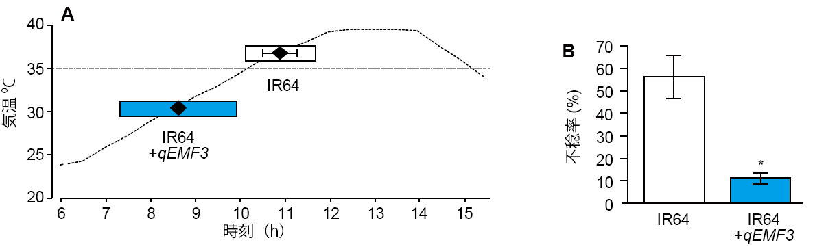 図2 早朝開花系統の高温条件下での開花特性(A)と不稔率(B) 
