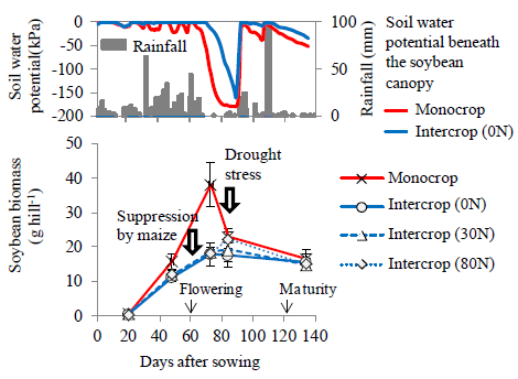 Fig.1.Changes in soil water potential beneath the soybean canopy at 20cm deep (above figure) and in aboveground soybean biomass (below figure) in Nampula.