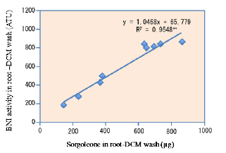 Fig. 2. The relationship between total sorgoleone concentration (μg) and BNI activity (ATU) in root–DCM wash of three sorghum genotypes