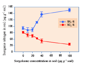 Fig. 4. Concentration of inorganic N (NO3− and NH4+) in soil samples incubated after adding different concentrations of sorgoleone (0, 10, 20, 30, 40, and 100 μg g−1 soil) for 60 days