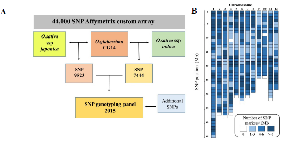 Fig. 1. Flow chart indicating the selection of polymorphic SNPs between O. glaberrima vs O. sativa ssp japonica and indica for conversion into PCR-based markers (A). Distribution of SNP markers along the rice genome(B). 