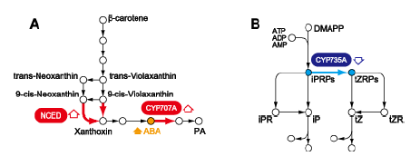 Fig. 2. Pathways for ABA and CK biosyntheses. (A) ABA biosynthesis; (B) CK biosynthesis. NCED, 9-cis-epoxycarotenoid dioxygenase.