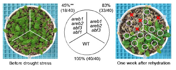 Fig. 1. The areb1 areb2 abf3 abf1 quadruple knockout mutant displays enhanced sensitivity to drought compared with the areb1 areb2 abf3 triple knockout mutant. 