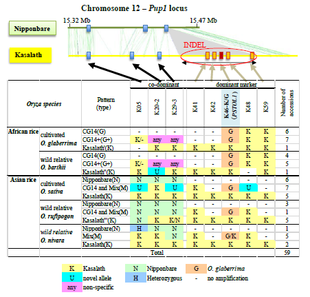 Fig. 1. Characterization of the Pup1 locus in Nipponbare and Kasalath, and cultivated and wild rice genotypes. A main difference is the absence of a 90 kb INDEL region in Nipponbare containing OsPSTOL1 and 20 other Kasalath-specific genes.