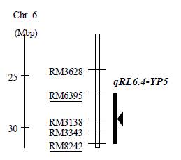 Fig. 2. Physical position of qRL6.4-YP5 on the long-arm region of chromosome 6. Closed vertical column indicates candidate region for qRL6.4-YP5. Closed triangle indicates the position of the peak F score.