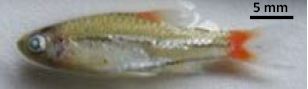 図1　ラオス在来コイ科Rasbora rubrodorsalis 親魚（体長24.3mm）