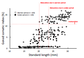 Fig. 2. Relationship between standard length and gonad somatic index in female Rasbora rubrodorsalis both in warmer and colder periods