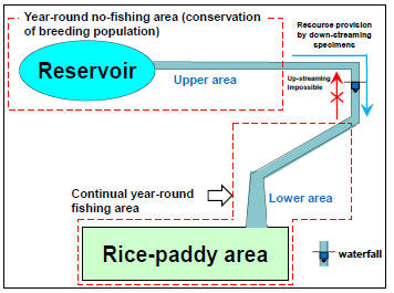 Fig. 4. Schematic drawing of the stream investigated in this study and the suggested year-round no-fishing area and continual fishing area for Rasbora rubrodorsalis