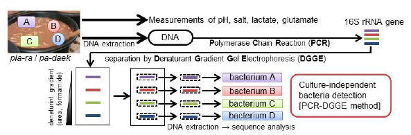 Fig. 1. Scheme of the taste component measurement and genetic identification of bacteria by culture independent method (PCR-DGGE)