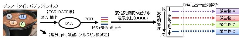 図1 遺伝子配列に基づく網羅的微生物同定（PCR-DGGE法）と呈味成分分析の概要