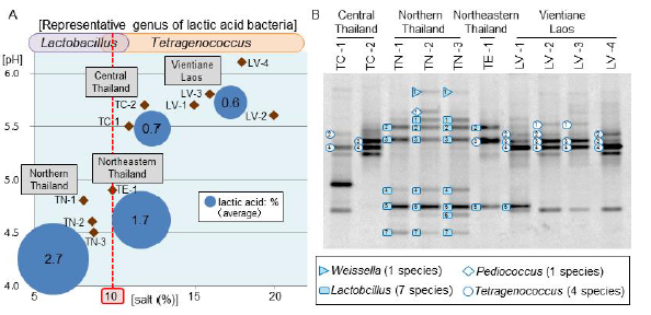 Fig. 2. A: Correlation and regionality of the taste components; B: Characteristics of lactic acid bacteria species detected by the PCR-DGGE method