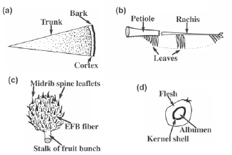 Fig.1. Parts of the oil palm(a: cross-section of trunk, b: frond, c: empty fruit bunch, d: cross-section of fruit)