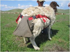 Fig. 2. Fecal bag attached to the sheep